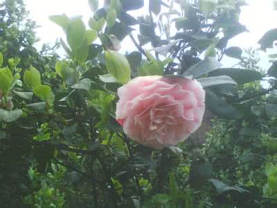 茶花养殖注意事项 茶花养殖注意事项 元宝枫养殖注意事项