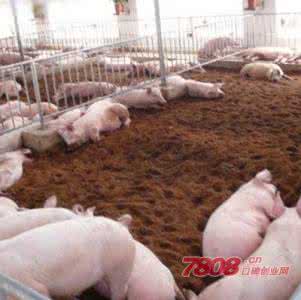 加盟温氏养猪费用大概 加盟温氏养猪费用大概 快递加盟费用大概多少