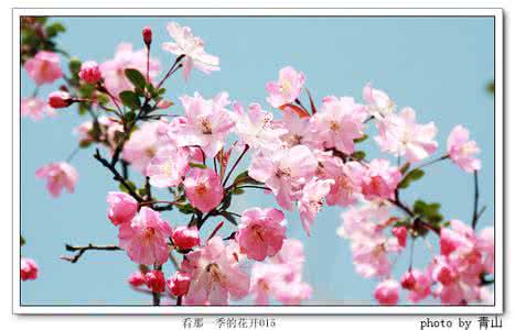 花开一季 人活一世 花开一季 人活一世 处一世泰然 ，赏四季花开