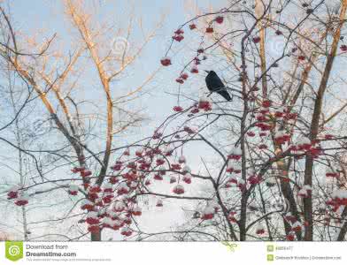 初中生物花的结构 花的结构 在花的基本结构中，（）是植物进行有性生殖的主要部分．①花萼②花冠③雄蕊④雌蕊．A．①②B．③④C．③