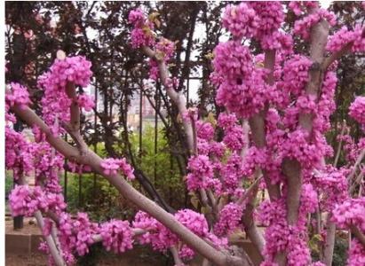 紫金皮的功效与作用 紫荆皮的功效与作用