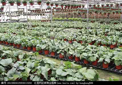 花卉栽培管理的方法 花卉栽培（9册）