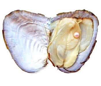 河蚌的做法 河蚌的16道做法