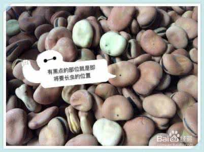 蚕豆如何储藏 蚕豆储藏
