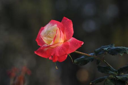 月季花品种介绍 月季花品种介绍及月季花养殖方法