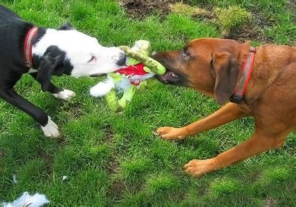 人来疯 该如何应对狗狗人来疯呢？