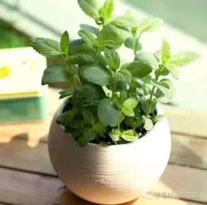 健胃消炎颗粒 5块钱的它健胃消炎还能驱蚊