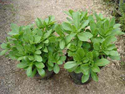 景天三七图片 景天三七的功效与作用