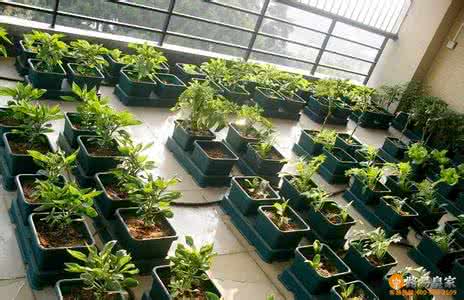 阳台菜园种植箱 阳台菜园图片欣赏 阳台菜园种植技巧