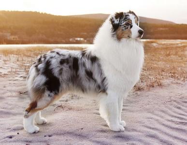澳牧羊犬多少钱一只 澳大利亚牧羊犬
