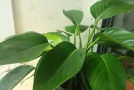 多肉花卉叶片怎样繁殖 叶片清洗 清洗花卉植物叶片注意时间和方法