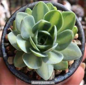 多肉植物 多肉植物怎么浇水 新手必看——多肉浇水法则(精炼版)