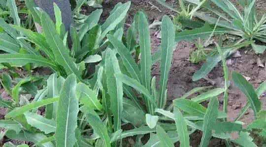 春天挖野菜 春天这些野菜随处可挖，一种野菜治一种病