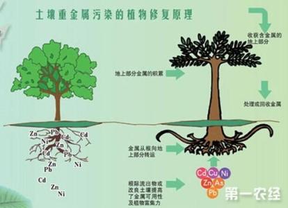 净化土壤的植物 土壤－植物系统的净化功能