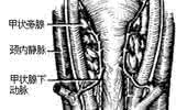 骨刺特效秘方 骨刺梗喉效方