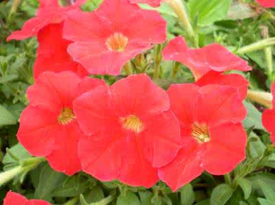 夏至开的花 立夏时节开什么花