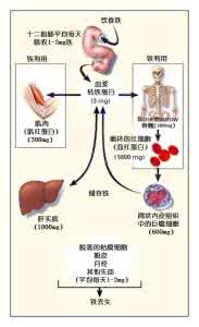 铁代谢 图解：人体铁代谢