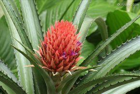 n款钩我爰菠萝花钩衣 精选几款菠萝花----好看