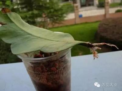 多肉叶片扦插多久生根 多肉叶片扦插多久生根 这11种常见花卉也能叶片扦插，不只多肉哦！