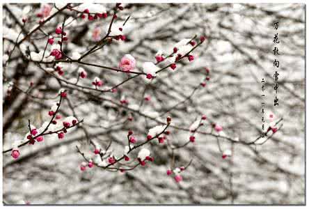 雪落梅花（诗画特效）