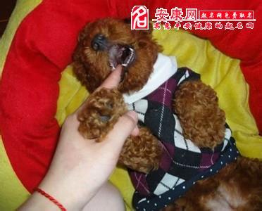 梦见被够狗咬到手 梦见狗咬手 梦见被狗咬手