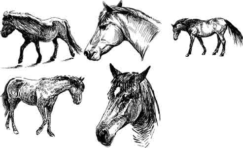荷花白描画稿 骏马白描画稿，结构准确。再发一拨画稿，