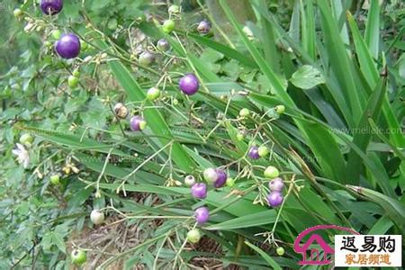 红茎绿叶植物图片 植物图片解析 形形色色的植物类南红雕解析