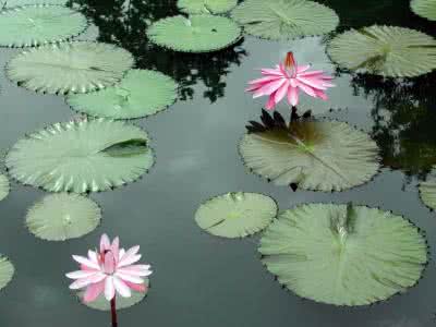 一日禅集锦经典 一日禅集锦（614）