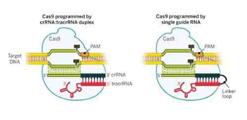 sgrnacas9 cas9 sgrna 科学家开发出比Cas9/sgRNA更优基因编辑系统