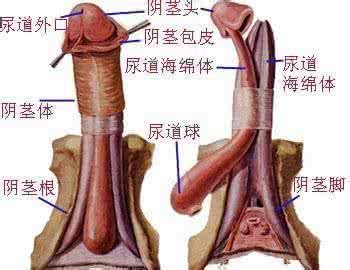 阴茎癌能治吗 阴茎癌属于性病吗 性病都包括什么