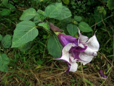 紫花曼陀罗花语 紫花曼陀罗