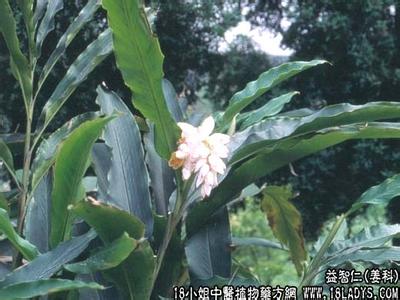 益智仁 摘艼子 益智 益智仁(益智子)【姜科】