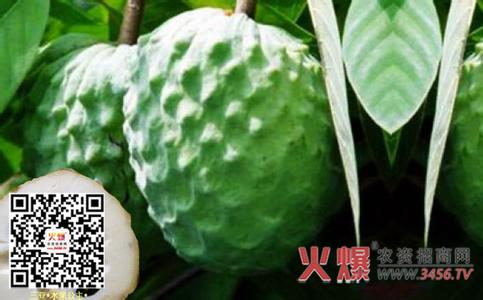 释迦果怎么吃图解 如何挑选释迦