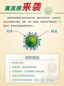 n7h9禽流感最新消息 n7h9禽流感最新消息 怎样预防 N7H9禽流感