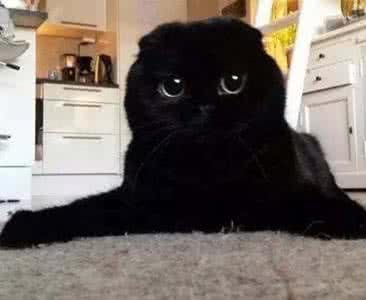 睁眼撞鬼 这货不睁眼会让你以为，你看到鬼了！