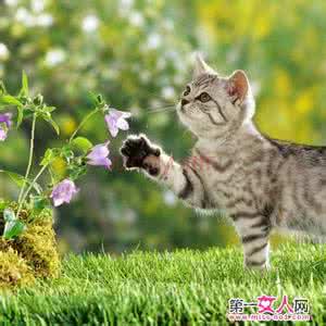 猫草和猫薄荷的区别 【猫薄荷】什么是猫薄荷和猫草_猫薄荷