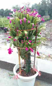 花卉盆景室内盆栽 花卉盆景室内盆栽 【名花盆景】盆栽蟹爪兰花卉盆景的冬季防护管理