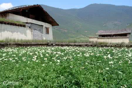 金小鱼定居回纽约 纽约三兄妹定居中国香格里拉山区