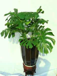 龟背竹盆栽 龟背竹盆栽用土一法