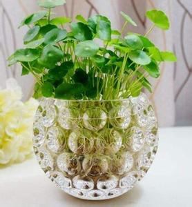 水培植物多久换一次水 养花这么久,终于知道怎么养好水培植物了！