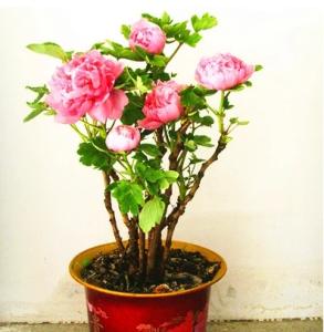 盆栽芍药花的养殖方法 盆栽芍药花的养殖方法 【芍药花怎么养】芍药花如何养护