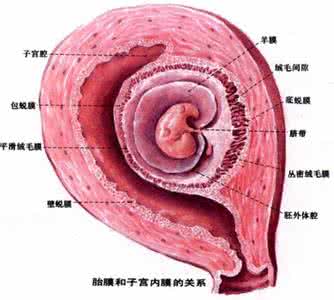 海克尔胚胎学的错误 比较胚胎学