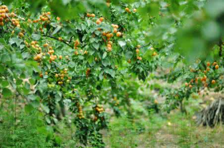 汉焱祖方 杏亭摘稿-元-洪焱祖