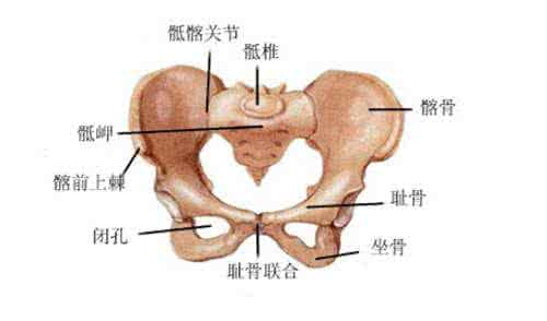 耻骨联合上缘中点 耻骨联合上缘中点 耻骨联合上缘中点的位置