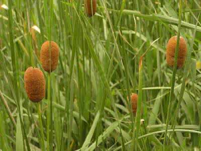 花叶香蒲 小香蒲