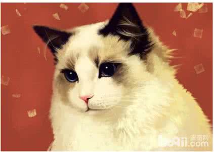 养布偶猫最忌讳什么 布偶猫饲养