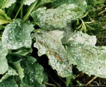 白粉病 药用植物车前草白粉病