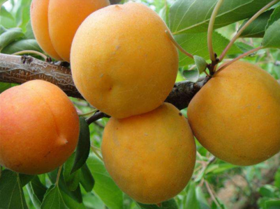 怀孕前一个月的征兆 怀孕一个月的反应有哪些