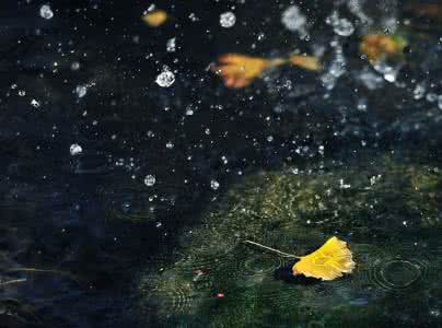 秋雨梧桐叶落时 古诗词中的秋雨，大都落在了梧桐上