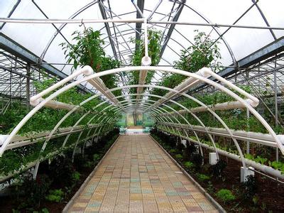 番茄无土栽培 番茄无土栽培实验条件 根节兰的栽培条件